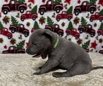 Small Photo #10 Thai Ridgeback Puppy For Sale in POTSDAM, NY, USA