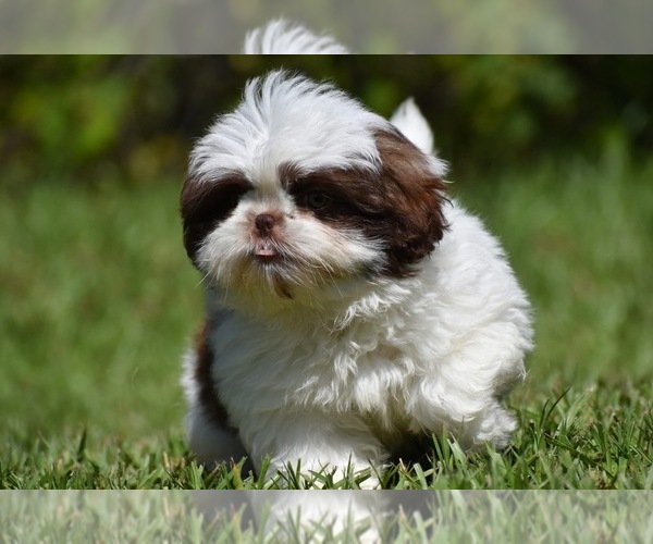 Medium Photo #6 Shih Tzu Puppy For Sale in PALM COAST, FL, USA