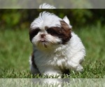Small #5 Shih Tzu