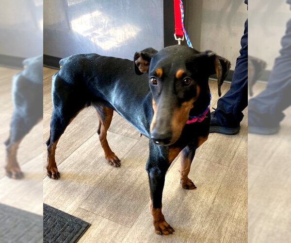 Medium Photo #1 Doberman Pinscher Puppy For Sale in Omaha, NE, USA