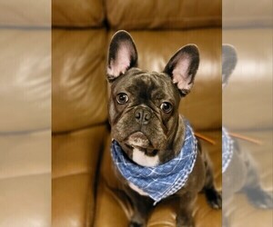 French Bulldog Puppy for sale in MANCHESTER, KY, USA