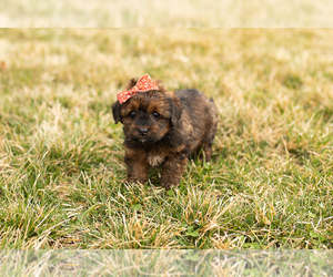 Cavapoo-Goldendoodle Mix Puppy for sale in TOPEKA, IN, USA