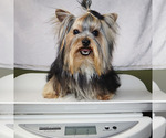 Small #4 Yorkshire Terrier