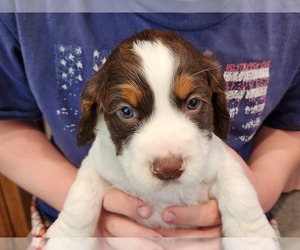 English Springer Spaniel Puppy for sale in BARABOO, WI, USA