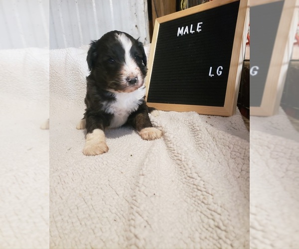 Medium Photo #10 Aussiedoodle Puppy For Sale in DERBY, IA, USA
