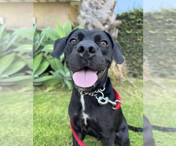 Medium Photo #16 Labrador Retriever-Unknown Mix Puppy For Sale in San Diego, CA, USA