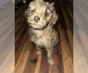 Poodle (Miniature) Puppy for sale in KENT, WA, USA
