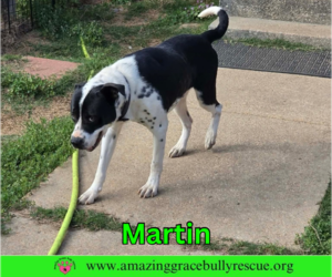 Martin - Male Bulldog-Pointer Mix Dog for Adoption - Photo #8