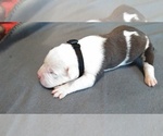 Small #2 American Pit Bull Terrier