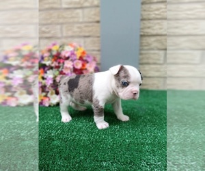 Faux Frenchbo Bulldog Puppy for sale in CARTHAGE, TX, USA