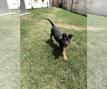 Small #6 Labrador Retriever Mix