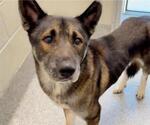 Small #2 German Shepherd Dog