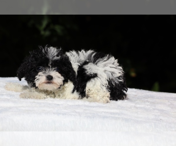 Medium Photo #13 Goldendoodle (Miniature) Puppy For Sale in DYERSBURG, TN, USA