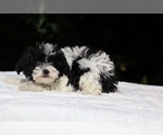 Small #12 Goldendoodle (Miniature)