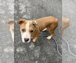 Small #5 Mutt