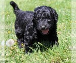 Small Photo #15 Saint Berdoodle Puppy For Sale in CLAYTON, WA, USA