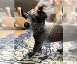 Small #4 Texas Heeler