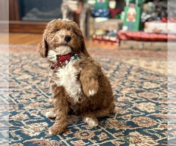 Medium Photo #2 Goldendoodle (Miniature) Puppy For Sale in SAINT MARYS, KS, USA