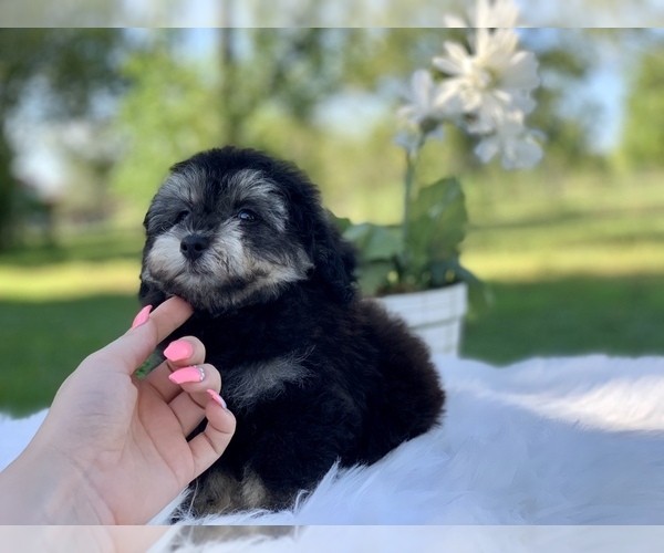 Medium Photo #5 Havanese-Poodle (Toy) Mix Puppy For Sale in HOUSTON, TX, USA