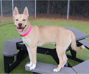 Medium Carolina Dog Mix