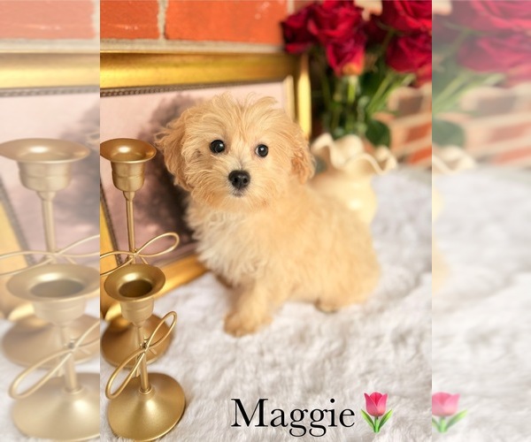 Medium Photo #12 Poo-Ton Puppy For Sale in MURFREESBORO, TN, USA
