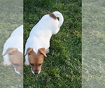 Small #24 Jack Russell Terrier