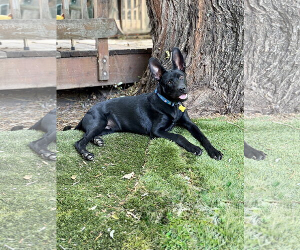 Medium Photo #6 Mutt Puppy For Sale in Sandy, UT, USA