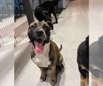 Small #37 Boxer Mix
