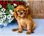 Puppy 2 Cavalier King Charles Spaniel