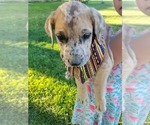 Small Photo #61 Daniff-Neapolitan Mastiff Mix Puppy For Sale in MONTEVIEW, ID, USA