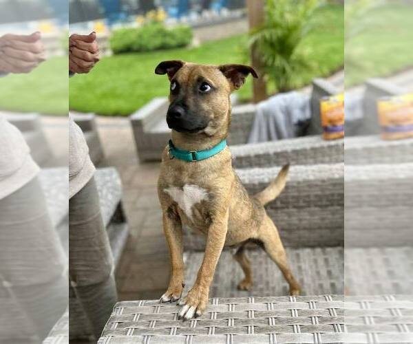 Medium Photo #2 Mutt Puppy For Sale in New York, NY, USA