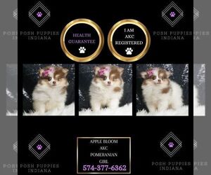 Pomeranian Puppy for sale in WARSAW, IN, USA