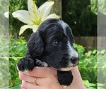 Small #4 F2 Aussiedoodle