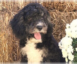 Cavapoo Puppy for Sale in JONES, Michigan USA