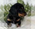 Small #4 Dachshund