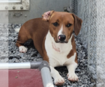 Small Dachshund Mix