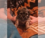 Small Photo #1 Shih Apso-Shih Tzu Mix Puppy For Sale in SCOTTSDALE, AZ, USA