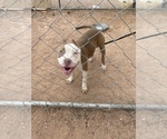 Small Photo #6 American Bully Puppy For Sale in CASA GRANDE, AZ, USA