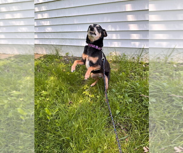 Medium Photo #4 Chihuahua-Unknown Mix Puppy For Sale in Muskegon, MI, USA