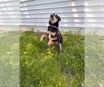 Small #3 Chihuahua Mix