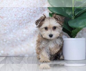 Morkie Puppy for sale in MARIETTA, GA, USA
