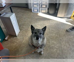 Norwegian Elkhound-Unknown Mix Dogs for adoption in Raleigh, NC, USA