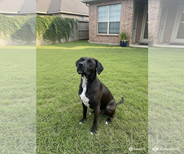 Medium Photo #2 Labrador Retriever-Unknown Mix Puppy For Sale in Sanford, FL, USA