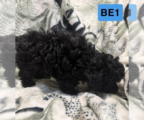 Medium Photo #7 Poodle (Toy) Puppy For Sale in ELM CITY, NC, USA