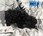 Small #6 Poodle (Toy)
