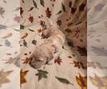 Litter of 5 - Male(s) and Female(s) GoldendoodleLitter of Puppies for Sale - Photo #10