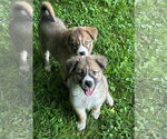 Small #6 Huskies -Jack Russell Terrier Mix