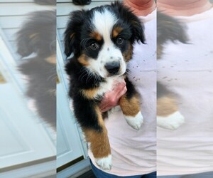 Miniature American Shepherd Puppy for sale in PERRY, IA, USA