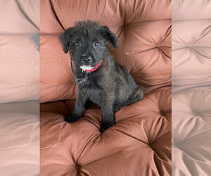 Mutt Dogs for adoption in South Bend, IN, USA