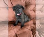 Small Mutt